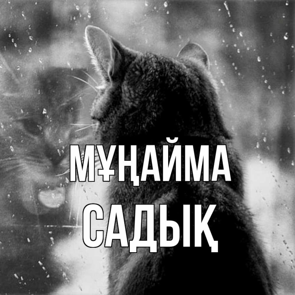 Күн сайын ашық хат с именем, САДЫҚ Мұңайма отражение кота 1 Онлайн тегін жүктеп алу тілектері бар керемет карта 