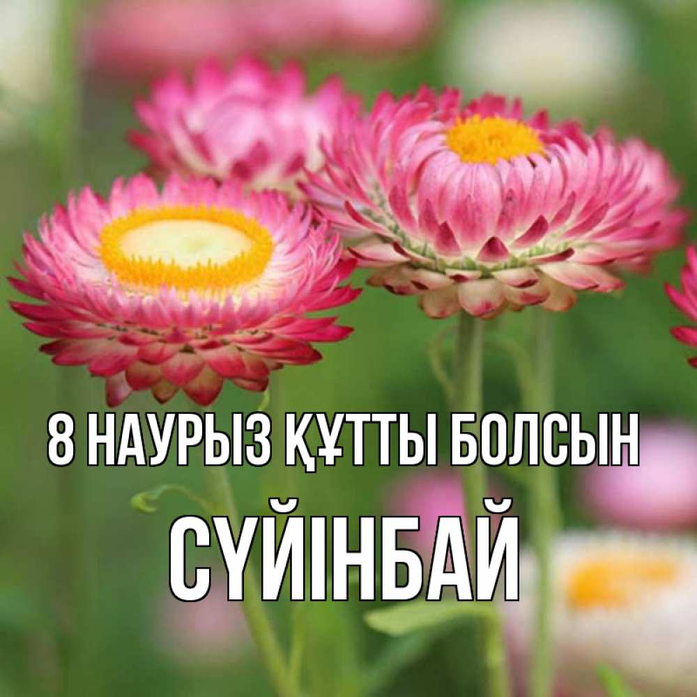 Күн сайын ашық хат с именем, СҮЙІНБАЙ 8 наурыз құтты болсын подарок на международный женский день Онлайн тегін жүктеп алу тілектері бар керемет карта 