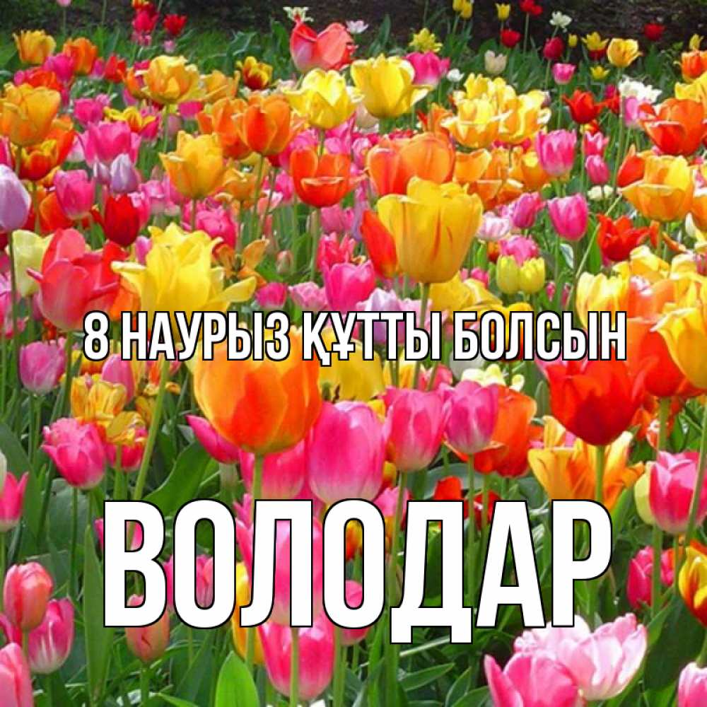 Күн сайын ашық хат с именем, Володар 8 наурыз құтты болсын на международный женский день Онлайн тегін жүктеп алу тілектері бар керемет карта 