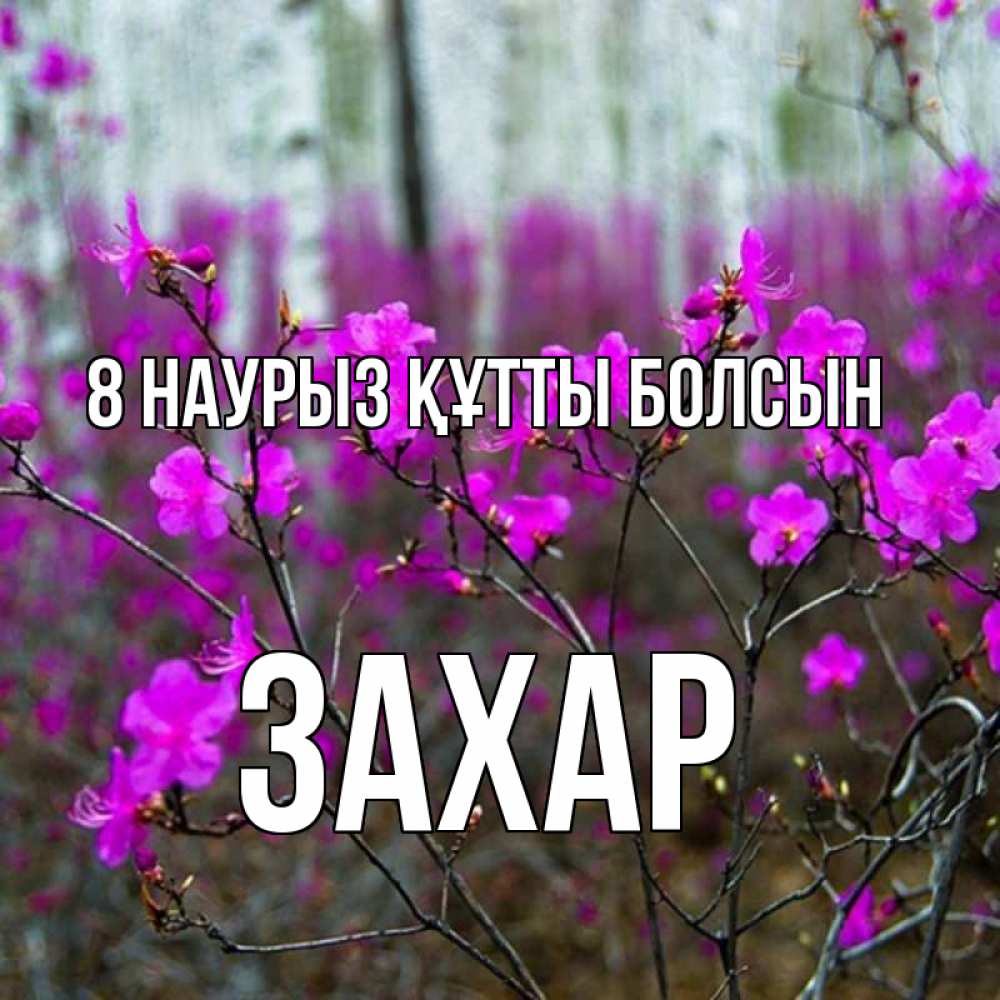 Күн сайын ашық хат с именем, Захар 8 наурыз құтты болсын дикие цветы Онлайн тегін жүктеп алу тілектері бар керемет карта 
