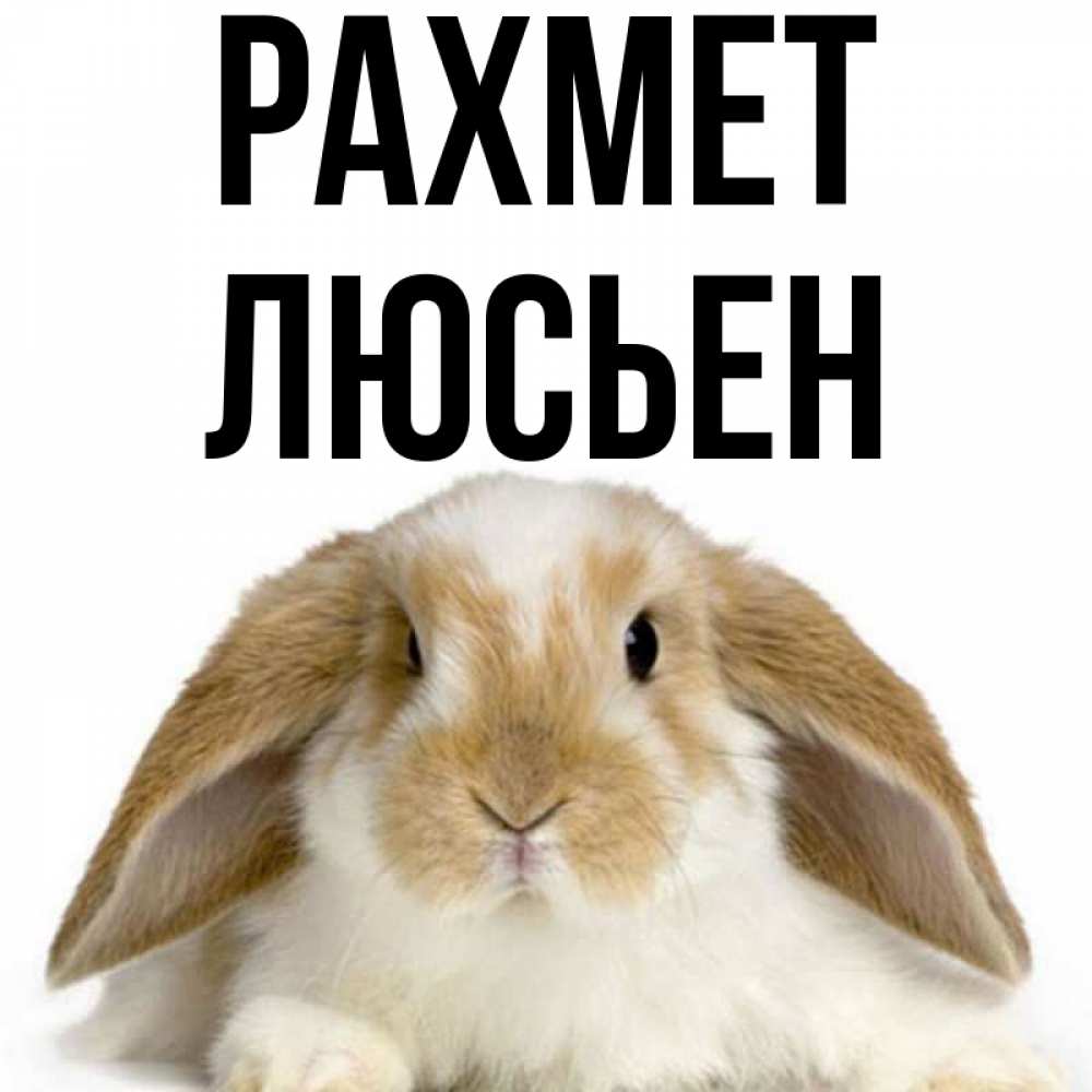 Күн сайын ашық хат с именем, Люсьен рахмет коричнево белый заяц Онлайн тегін жүктеп алу тілектері бар керемет карта 