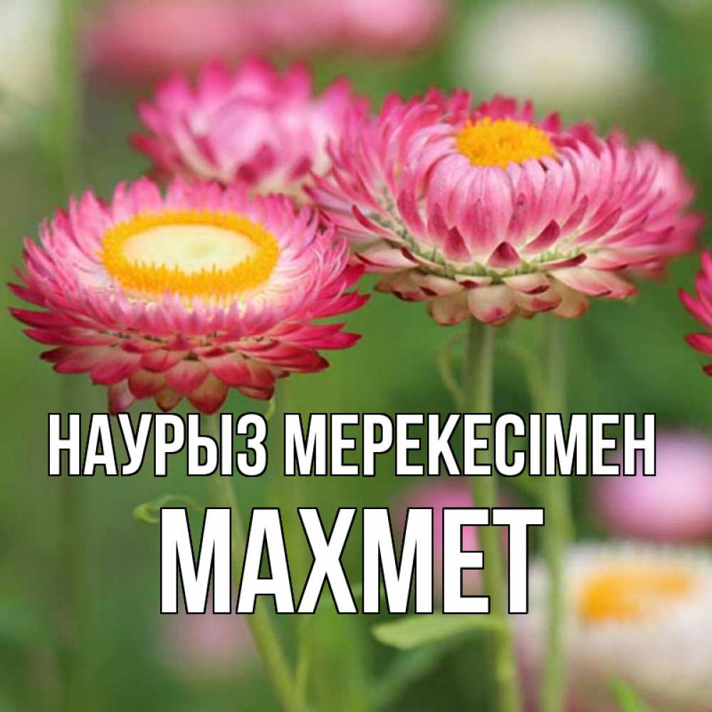 Күн сайын ашық хат с именем, МАХМЕТ Наурыз мерекесімен подарок на международный женский день Онлайн тегін жүктеп алу тілектері бар керемет карта 