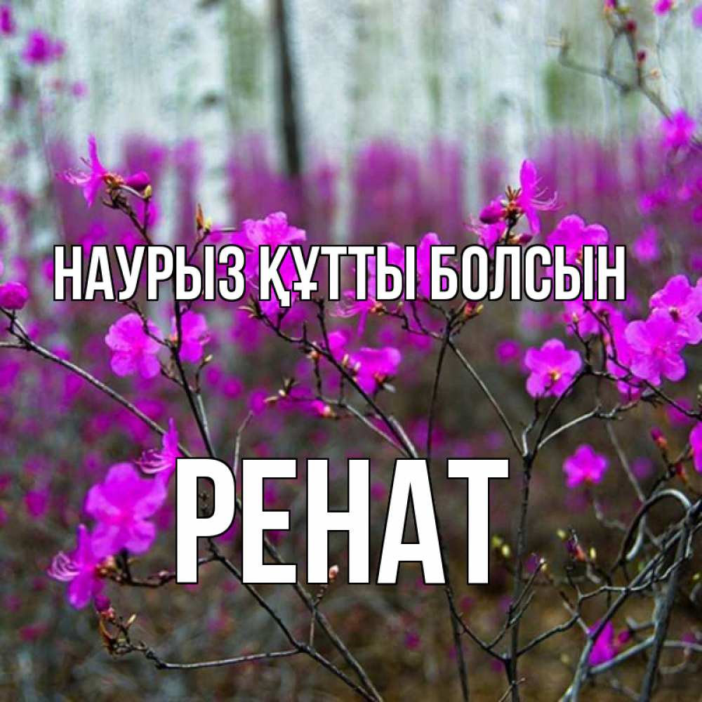 Күн сайын ашық хат с именем, РЕНАТ Наурыз құтты болсын дикие цветы Онлайн тегін жүктеп алу тілектері бар керемет карта 