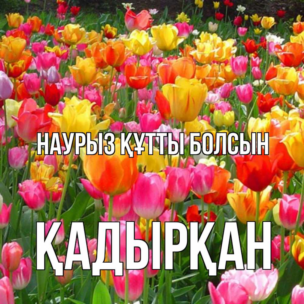 Күн сайын ашық хат с именем, Қадырқан Наурыз құтты болсын на наурыз  ура ура Онлайн тегін жүктеп алу тілектері бар керемет карта 