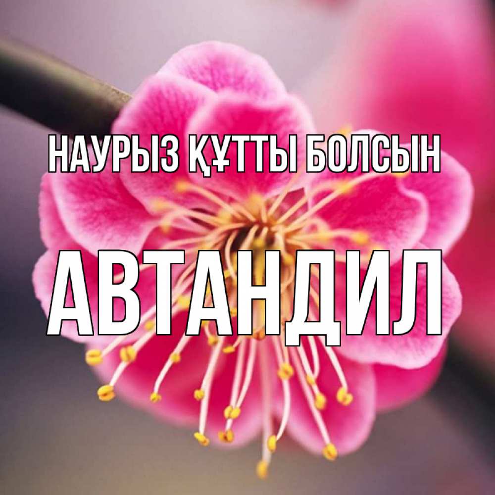 Күн сайын ашық хат с именем, Автандил Наурыз құтты болсын цветы Онлайн тегін жүктеп алу тілектері бар керемет карта 