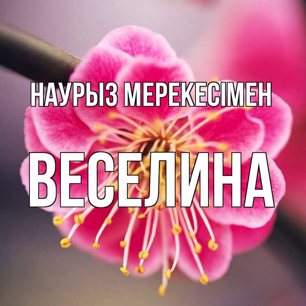 Күн сайын ашық хат с именем, Веселина Наурыз мерекесімен цветы Онлайн тегін жүктеп алу тілектері бар керемет карта 