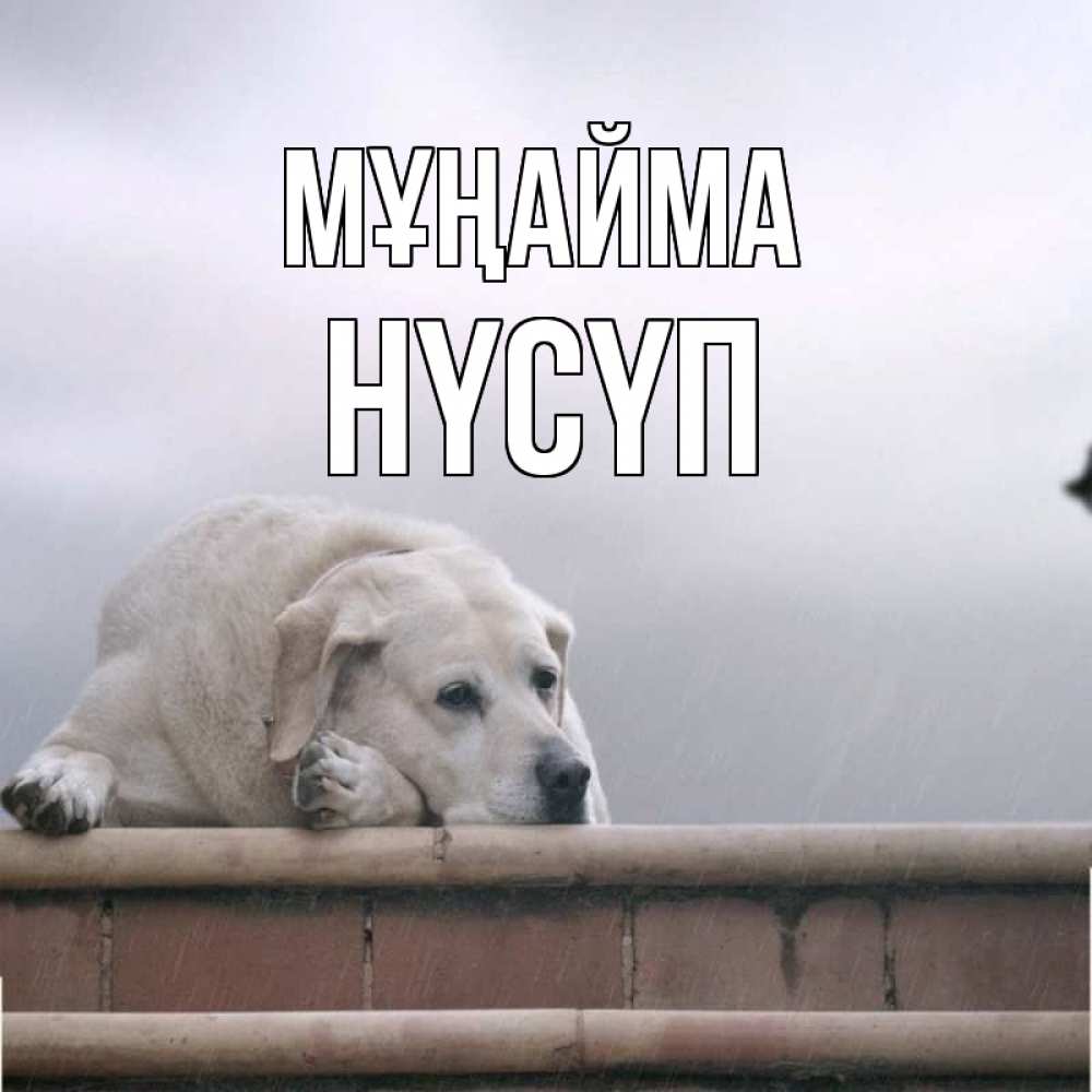 Күн сайын ашық хат с именем, НҮСҮП Мұңайма белый пес 1 Онлайн тегін жүктеп алу тілектері бар керемет карта 