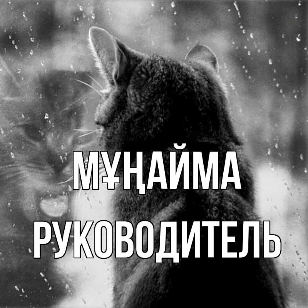 Күн сайын ашық хат с именем, Руководитель Мұңайма отражение кота 1 Онлайн тегін жүктеп алу тілектері бар керемет карта 