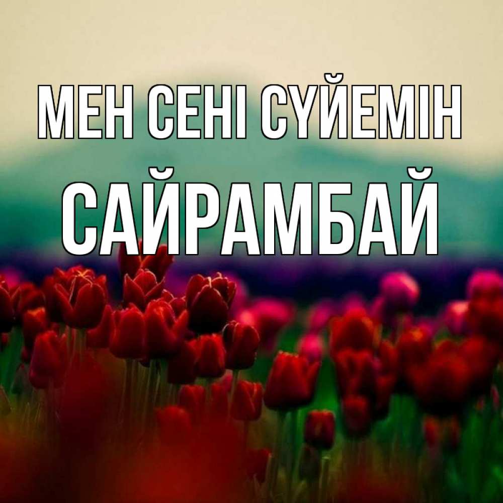 Күн сайын ашық хат с именем, САЙРАМБАЙ Мен сені сүйемін тюльпаны 4 Онлайн тегін жүктеп алу тілектері бар керемет карта 