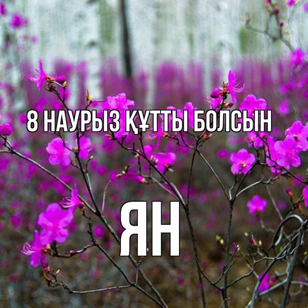 Күн сайын ашық хат с именем, Ян 8 наурыз құтты болсын дикие цветы Онлайн тегін жүктеп алу тілектері бар керемет карта 