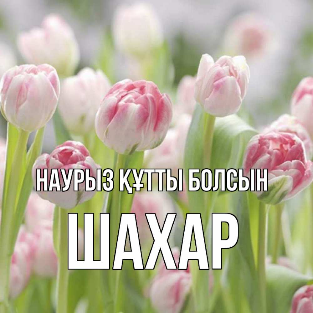 Күн сайын ашық хат с именем, ШАХАР Наурыз құтты болсын цветы Онлайн тегін жүктеп алу тілектері бар керемет карта 