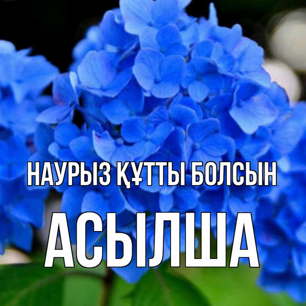 Күн сайын ашық хат с именем, АСЫЛША Наурыз құтты болсын синие цветы Онлайн тегін жүктеп алу тілектері бар керемет карта 