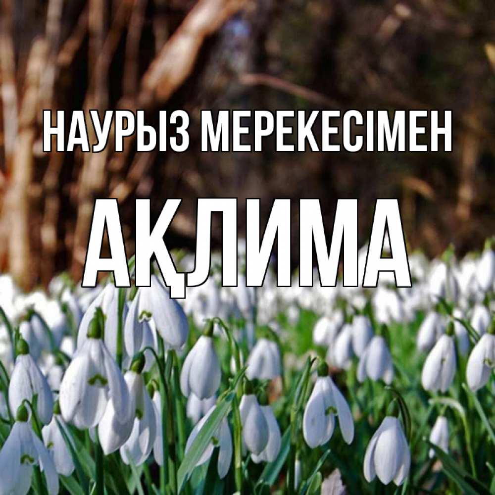 Күн сайын ашық хат с именем, АҚЛИМА Наурыз мерекесімен с подснежниками 1 Онлайн тегін жүктеп алу тілектері бар керемет карта 