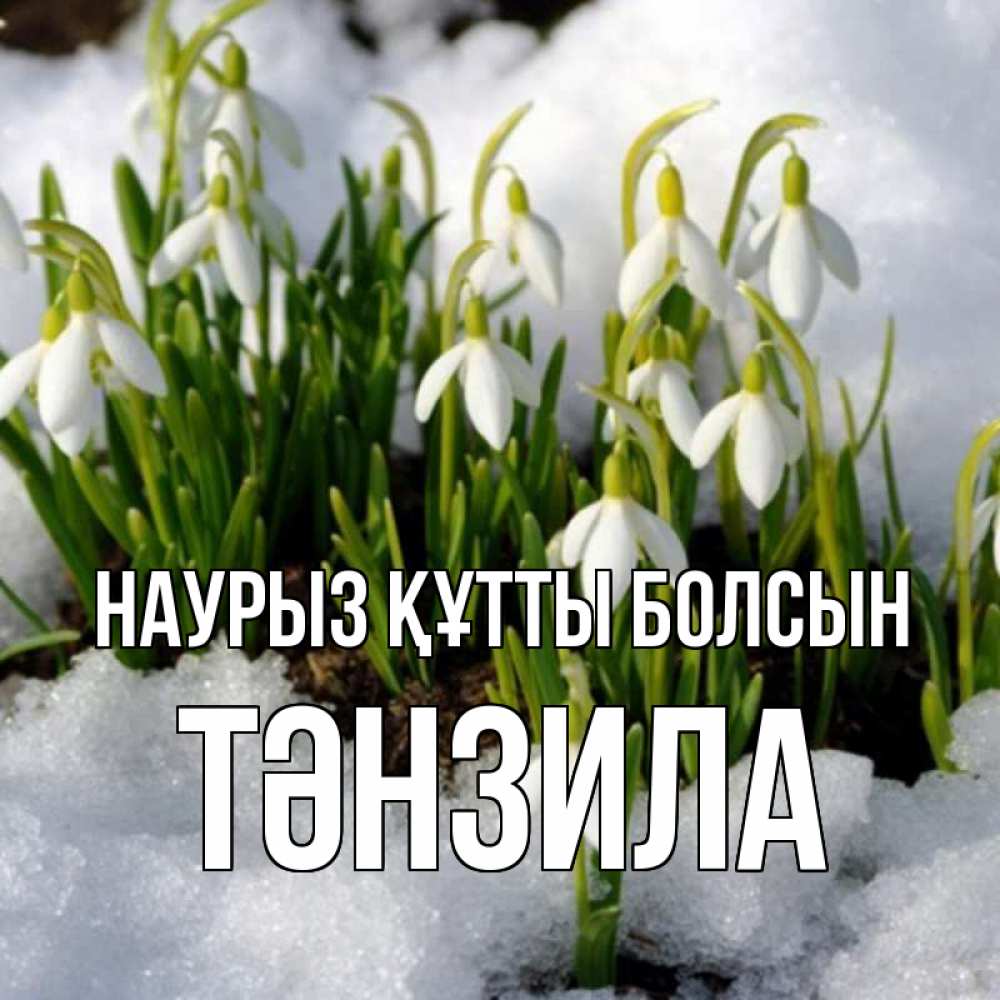 Күн сайын ашық хат с именем, ТӘНЗИЛА Наурыз құтты болсын цветы весенние Онлайн тегін жүктеп алу тілектері бар керемет карта 
