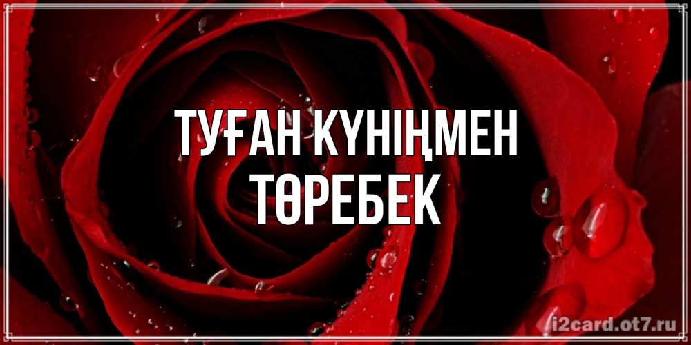 Күн сайын ашық хат с именем, ТӨРЕБЕК Туған күніңмен крупная бордовая роза Онлайн тегін жүктеп алу тілектері бар керемет карта 