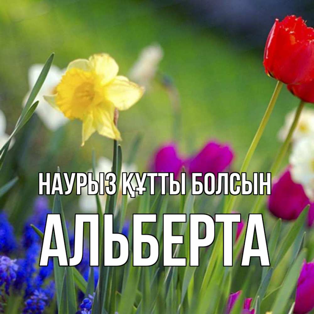Күн сайын ашық хат с именем, Альберта Наурыз құтты болсын наурыз  3 открытки Онлайн тегін жүктеп алу тілектері бар керемет карта 