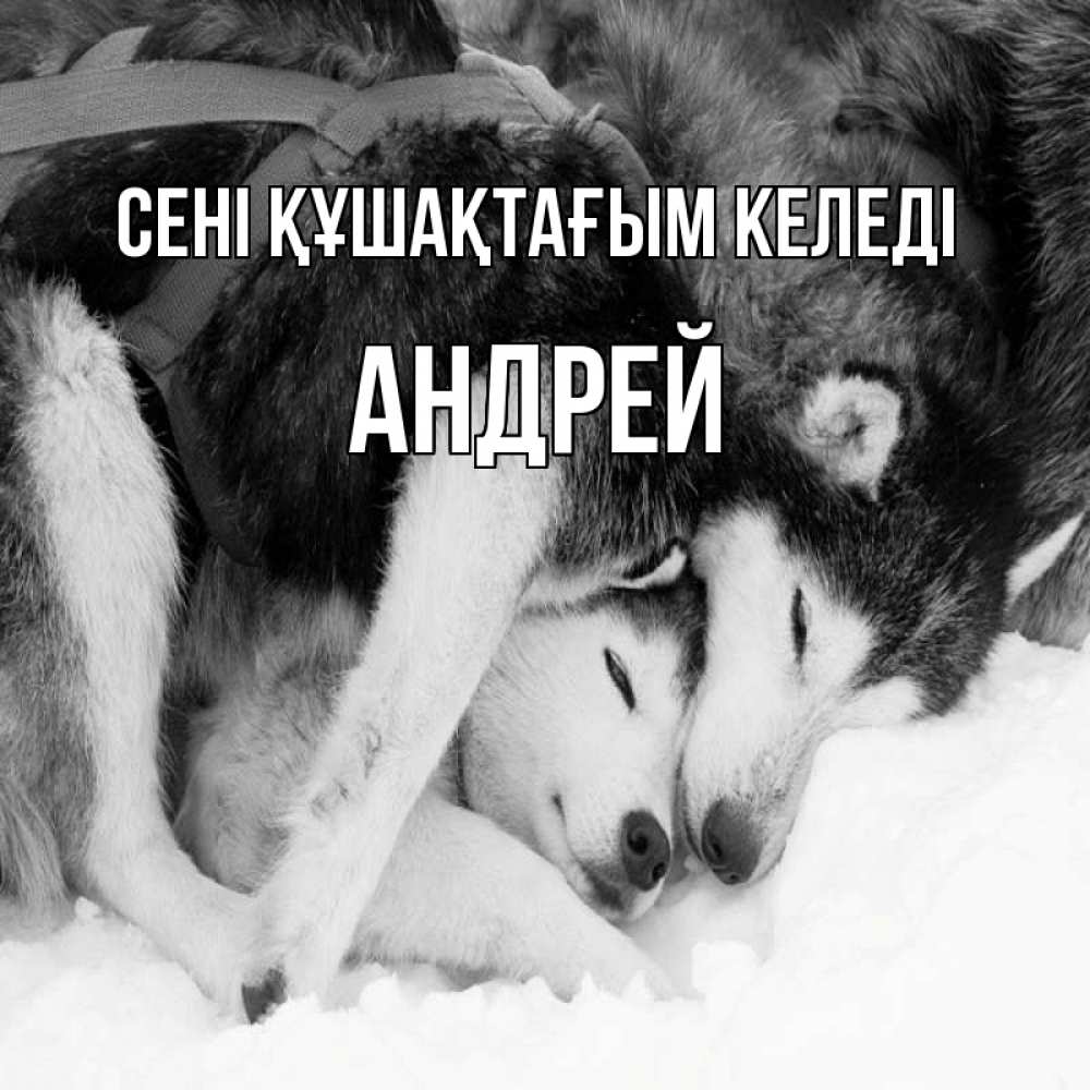 Күн сайын ашық хат с именем, Андрей сені құшақтағым келеді собачки в упряжке Онлайн тегін жүктеп алу тілектері бар керемет карта 