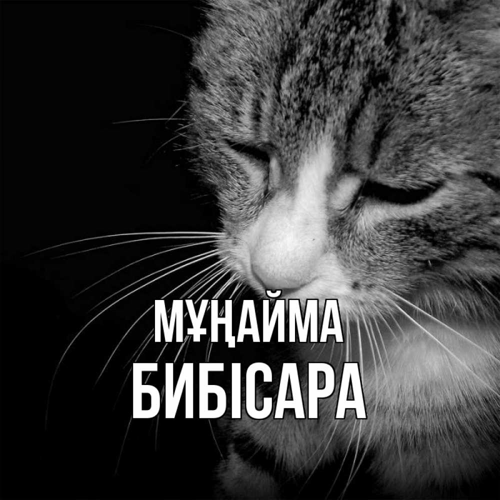 Күн сайын ашық хат с именем, БИБІСАРА Мұңайма грустный котик Онлайн тегін жүктеп алу тілектері бар керемет карта 
