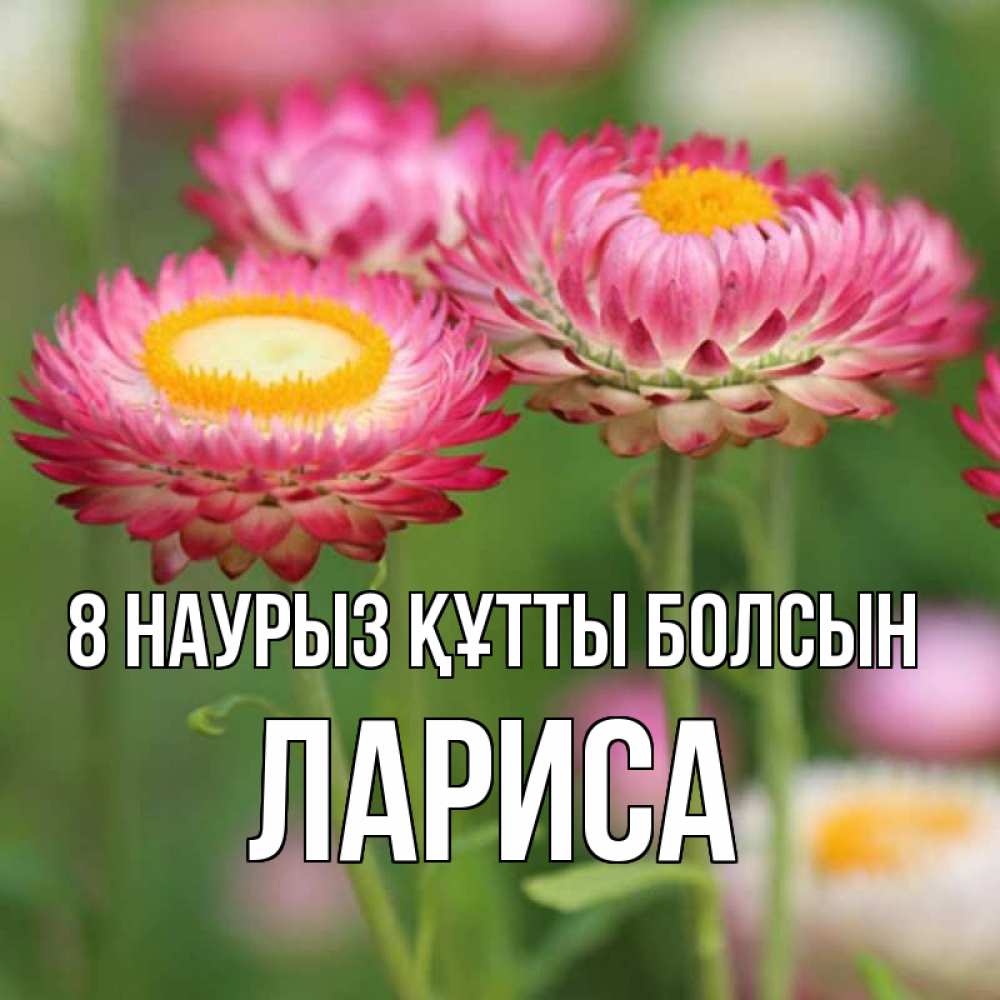 Күн сайын ашық хат с именем, Лариса 8 наурыз құтты болсын подарок на международный женский день Онлайн тегін жүктеп алу тілектері бар керемет карта 