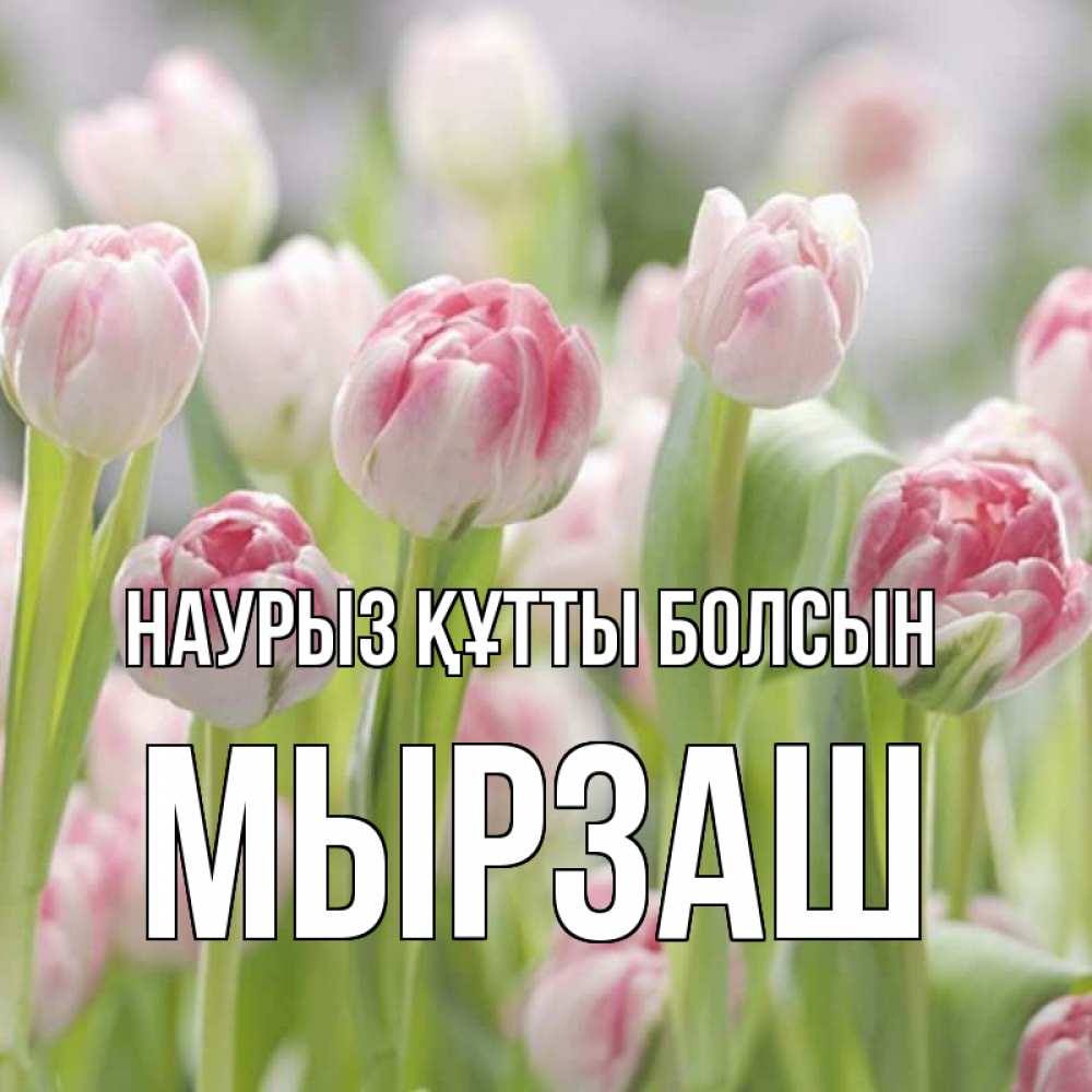 Күн сайын ашық хат с именем, Мырзаш Наурыз құтты болсын цветы Онлайн тегін жүктеп алу тілектері бар керемет карта 