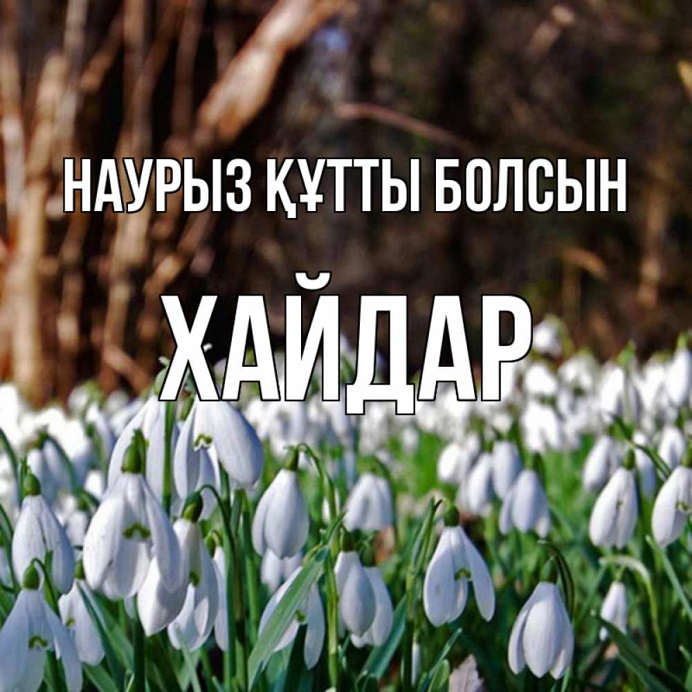 Күн сайын ашық хат с именем, ХАЙДАР Наурыз құтты болсын с подснежниками 1 Онлайн тегін жүктеп алу тілектері бар керемет карта 