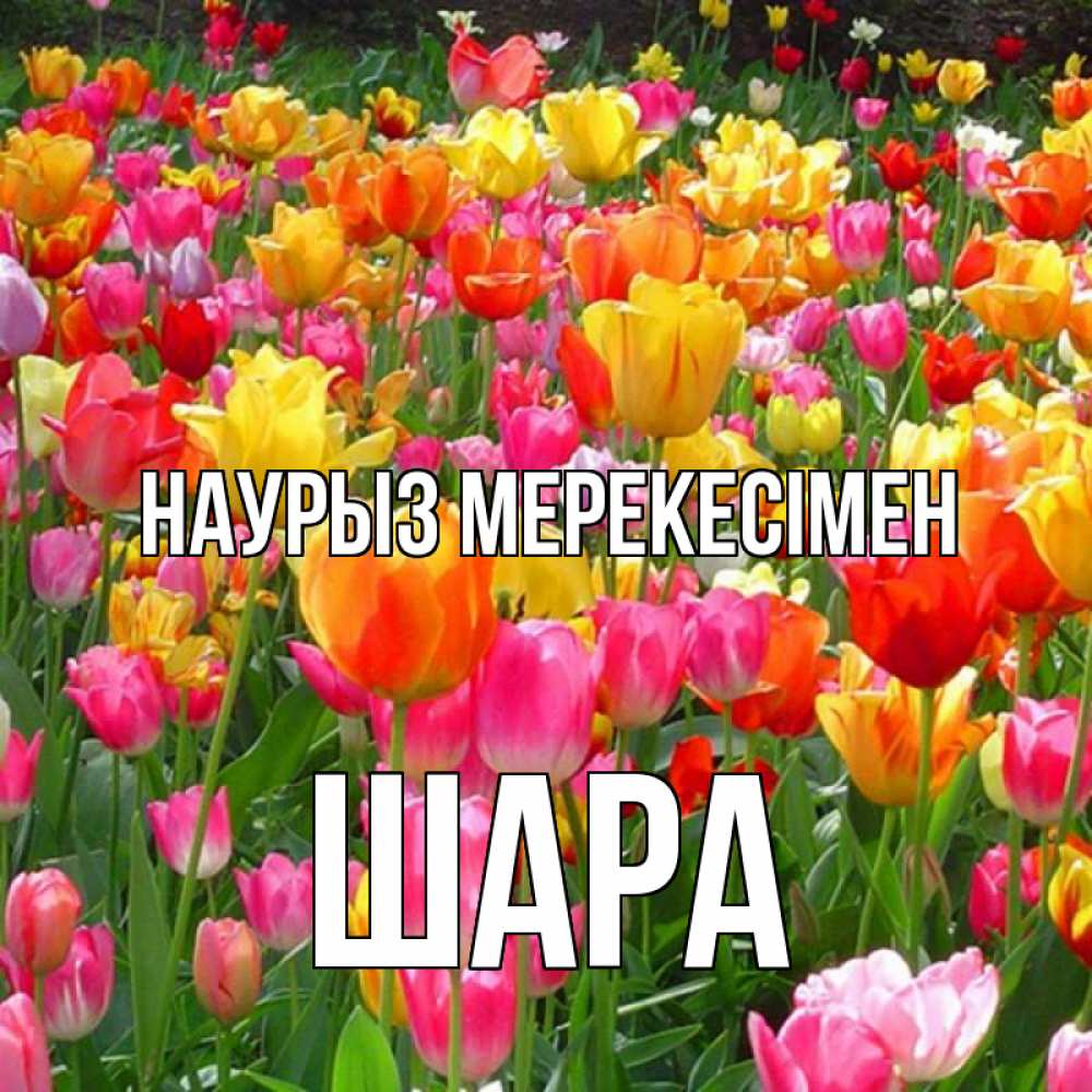 Күн сайын ашық хат с именем, ШАРА Наурыз мерекесімен праздник весны наурыз 4 Онлайн тегін жүктеп алу тілектері бар керемет карта 