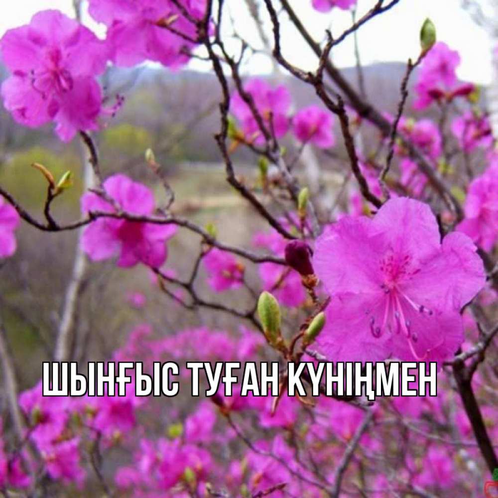 Картинка  с именем , ШЫНҒЫС! ТУҒАН КҮНІҢМЕН!