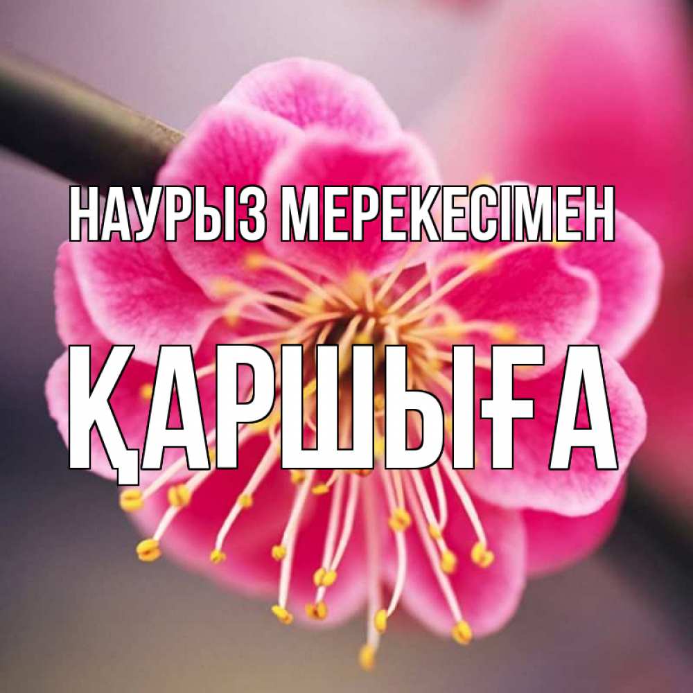 Күн сайын ашық хат с именем, Қаршыға Наурыз мерекесімен цветы Онлайн тегін жүктеп алу тілектері бар керемет карта 
