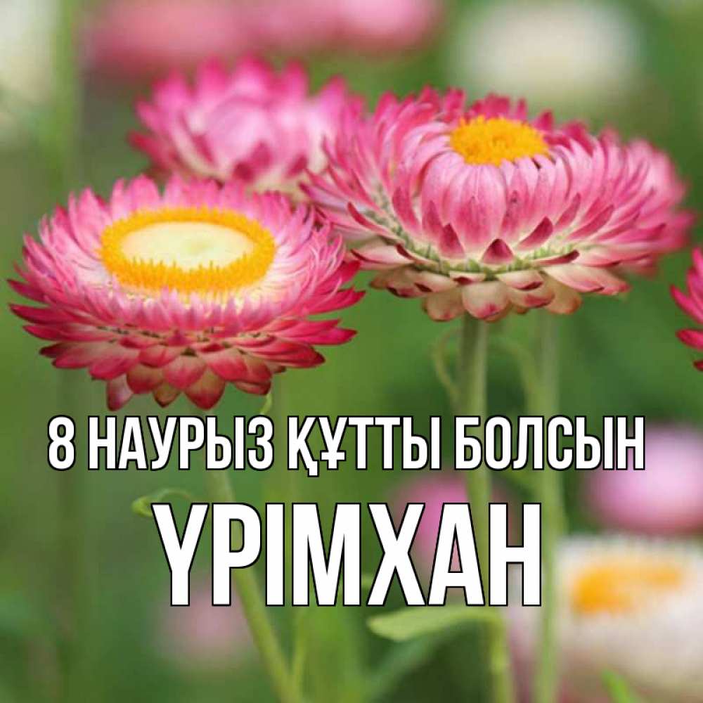 Күн сайын ашық хат с именем, Үрімхан 8 наурыз құтты болсын подарок на международный женский день Онлайн тегін жүктеп алу тілектері бар керемет карта 