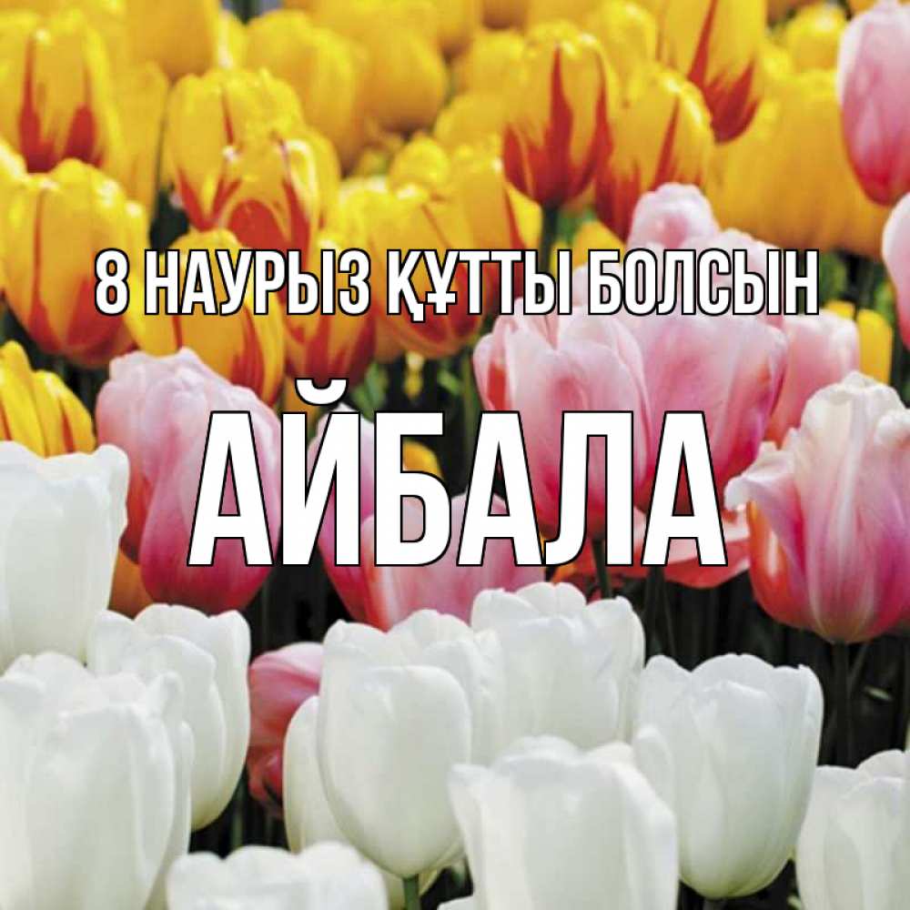 Күн сайын ашық хат с именем, Айбала 8 наурыз құтты болсын разноцветные цветы Онлайн тегін жүктеп алу тілектері бар керемет карта 