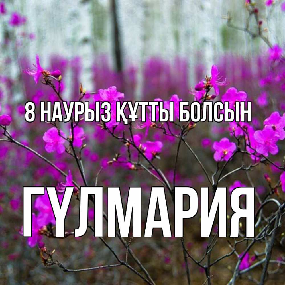 Күн сайын ашық хат с именем, ГҮЛМАРИЯ 8 наурыз құтты болсын дикие цветы Онлайн тегін жүктеп алу тілектері бар керемет карта 