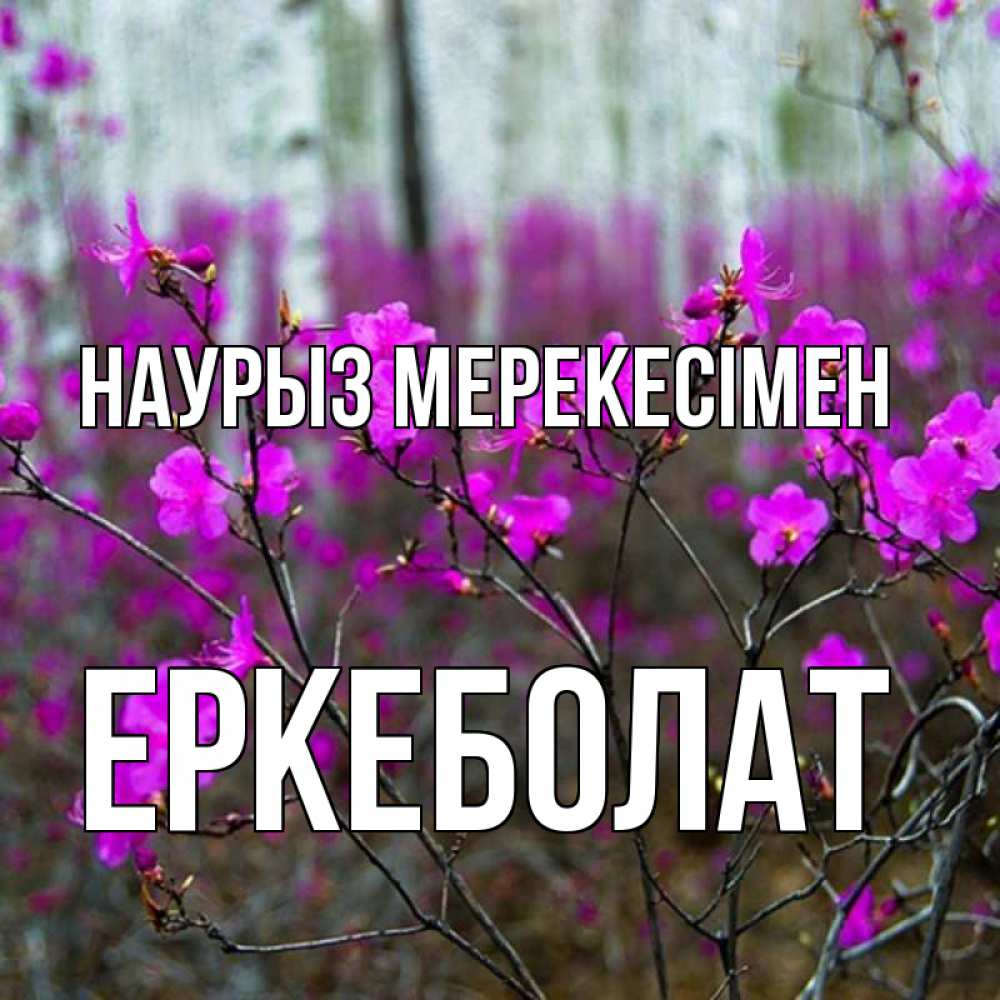 Күн сайын ашық хат с именем, Еркеболат Наурыз мерекесімен дикие цветы Онлайн тегін жүктеп алу тілектері бар керемет карта 