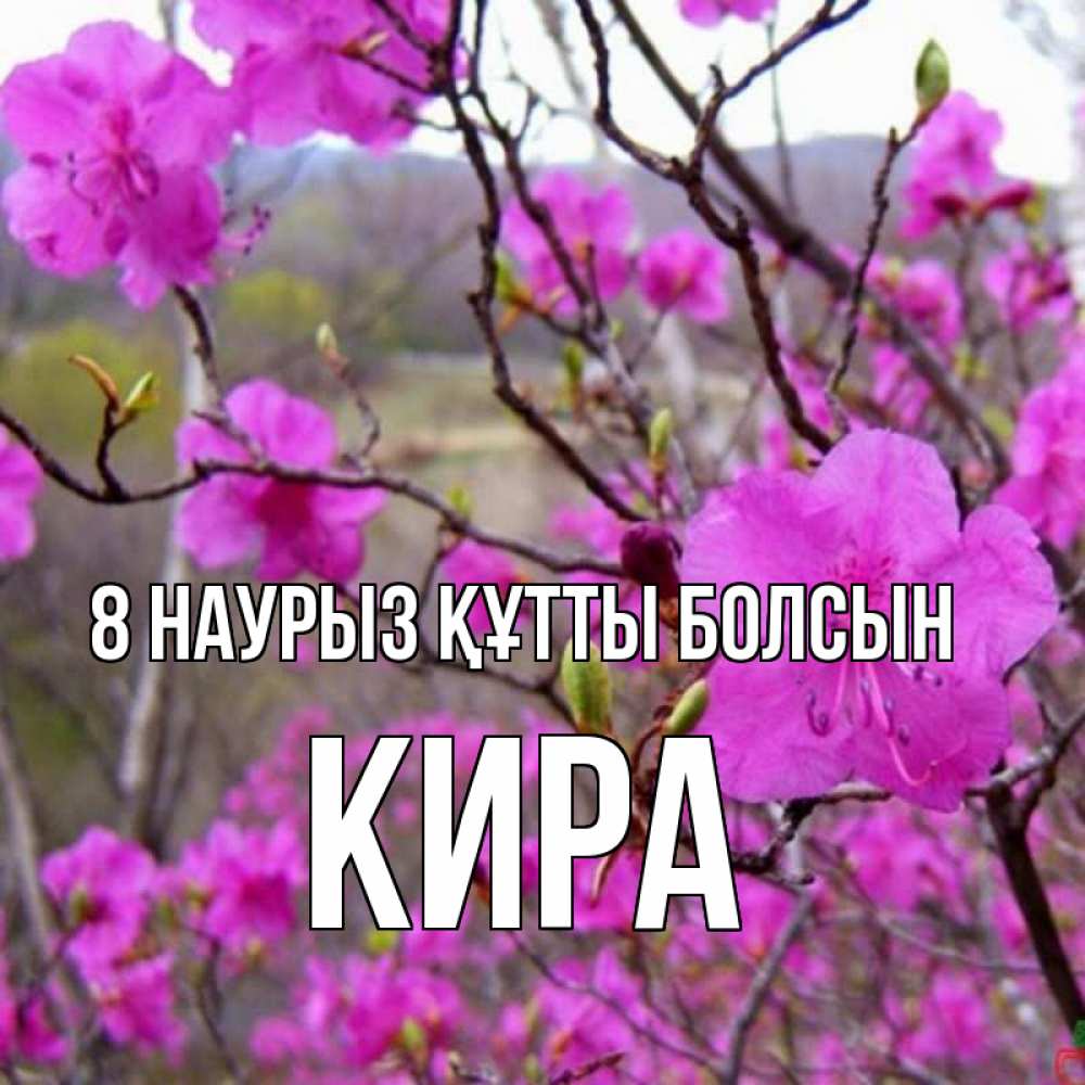 Күн сайын ашық хат с именем, Кира 8 наурыз құтты болсын международный женский день Онлайн тегін жүктеп алу тілектері бар керемет карта 