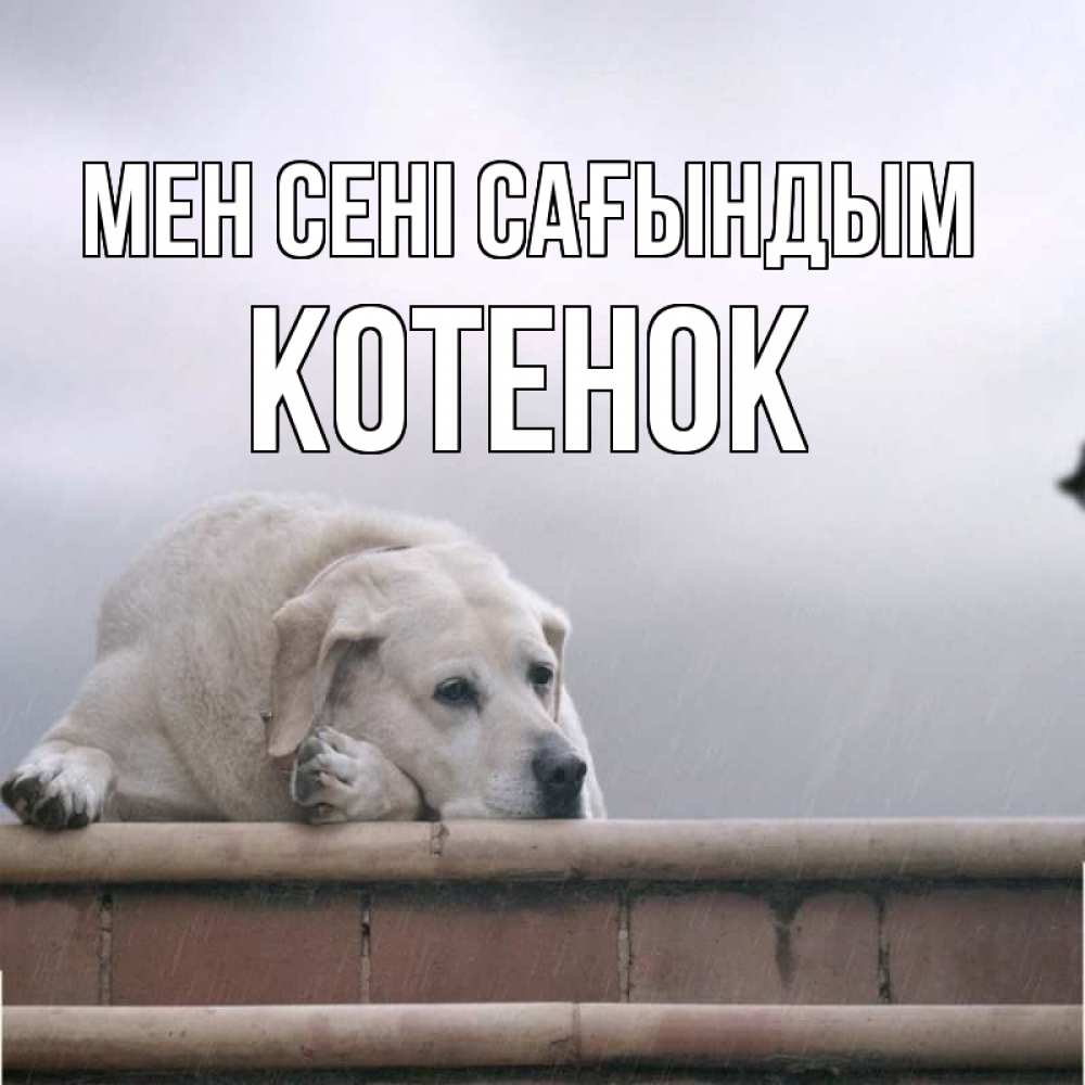 Күн сайын ашық хат с именем, Котенок Мен сені сағындым ждет Онлайн тегін жүктеп алу тілектері бар керемет карта 