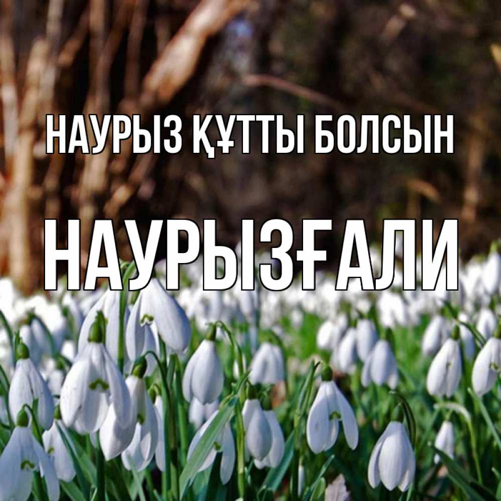 Күн сайын ашық хат с именем, Наурызғали Наурыз құтты болсын с подснежниками 1 Онлайн тегін жүктеп алу тілектері бар керемет карта 