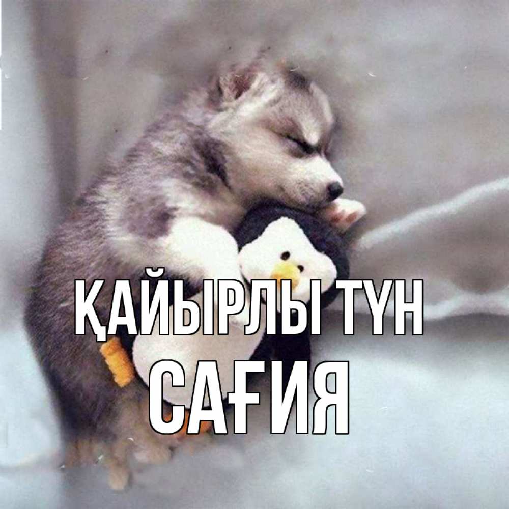 Күн сайын ашық хат с именем, САҒИЯ Қайырлы түн обнимашки щенка и пингвина Онлайн тегін жүктеп алу тілектері бар керемет карта 