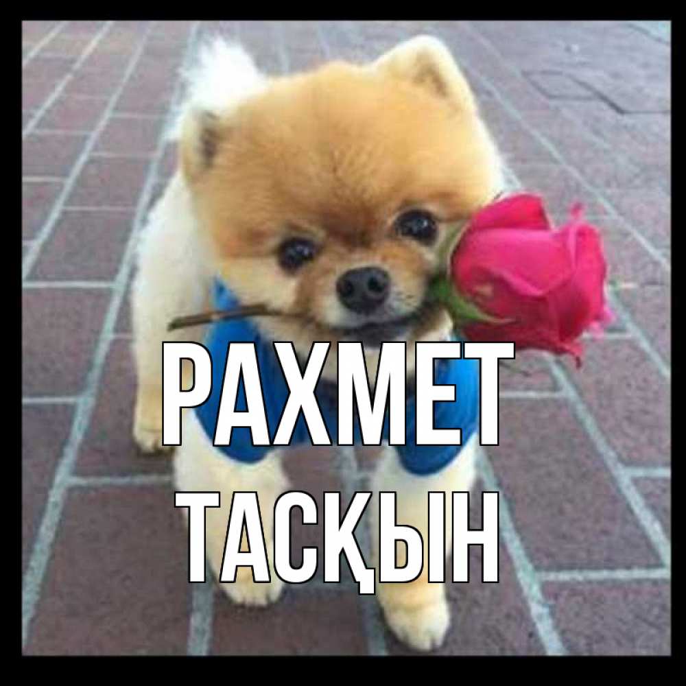 Күн сайын ашық хат с именем, ТАСҚЫН рахмет спасибо и дарю тебе цветок Онлайн тегін жүктеп алу тілектері бар керемет карта 