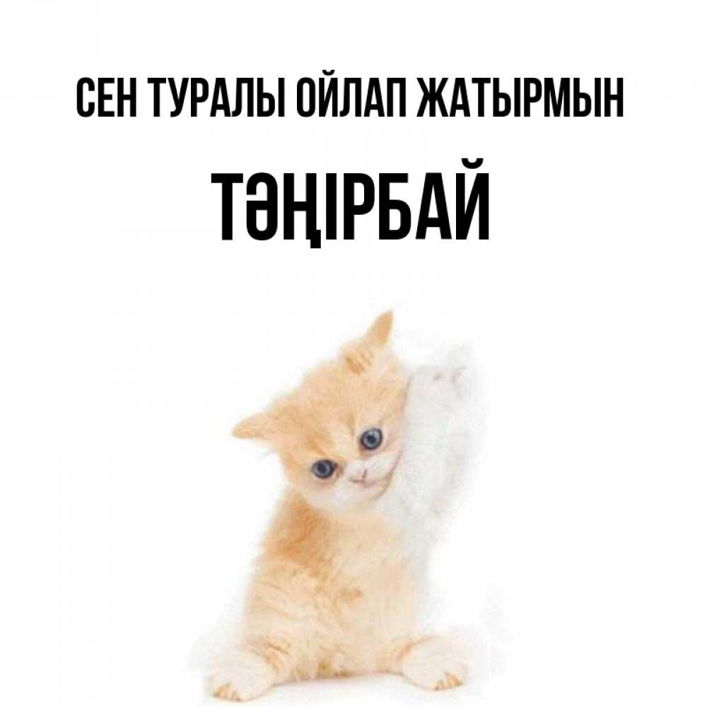 Күн сайын ашық хат с именем, ТӘҢІРБАЙ Сен туралы ойлап жатырмын зверушки и милота Онлайн тегін жүктеп алу тілектері бар керемет карта 