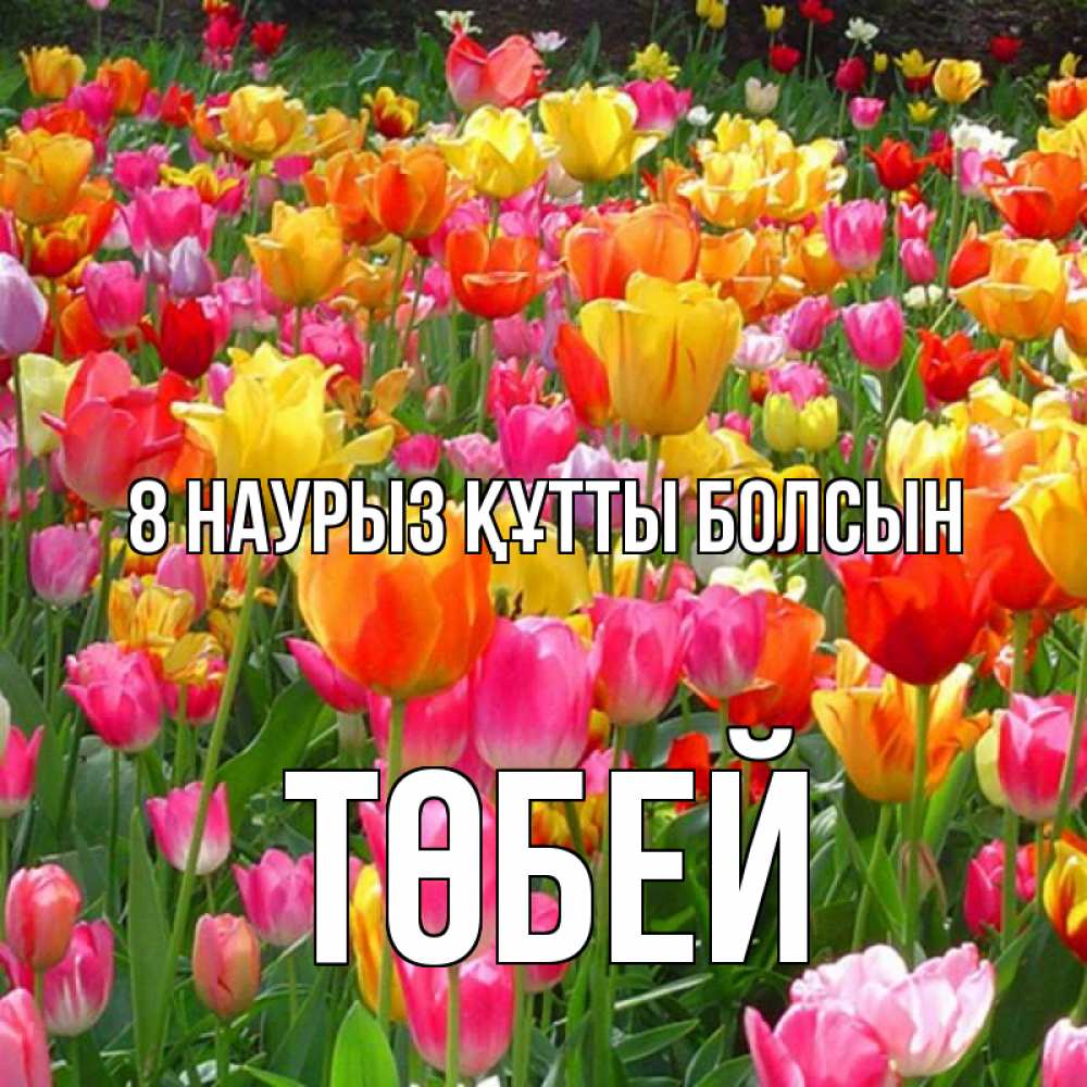 Күн сайын ашық хат с именем, ТӨБЕЙ 8 наурыз құтты болсын на международный женский день Онлайн тегін жүктеп алу тілектері бар керемет карта 