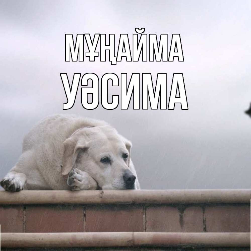 Күн сайын ашық хат с именем, УӘСИМА Мұңайма белый пес 1 Онлайн тегін жүктеп алу тілектері бар керемет карта 