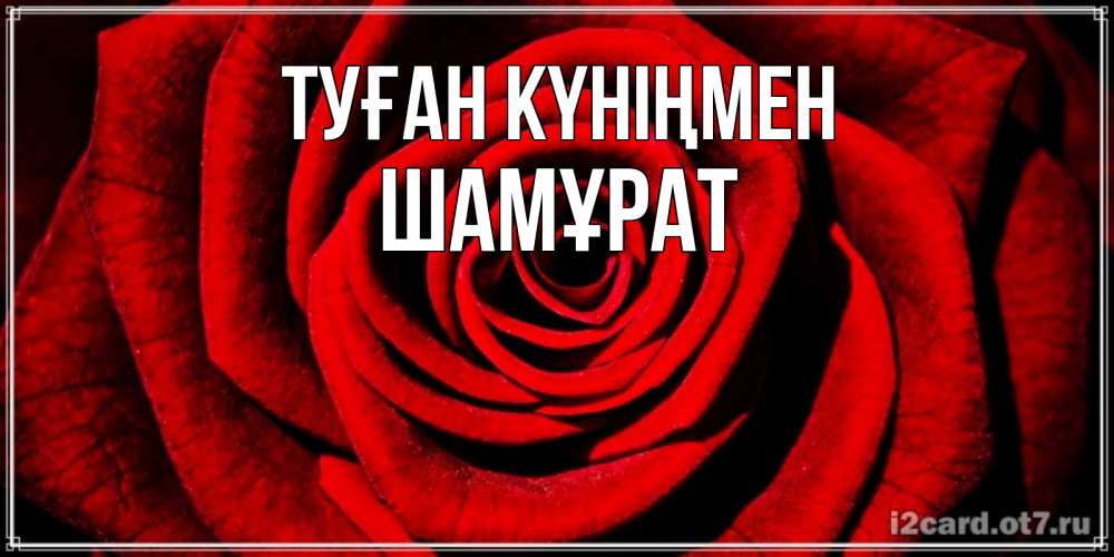Күн сайын ашық хат с именем, ШАМҰРАТ Туған күніңмен алая роза Онлайн тегін жүктеп алу тілектері бар керемет карта 