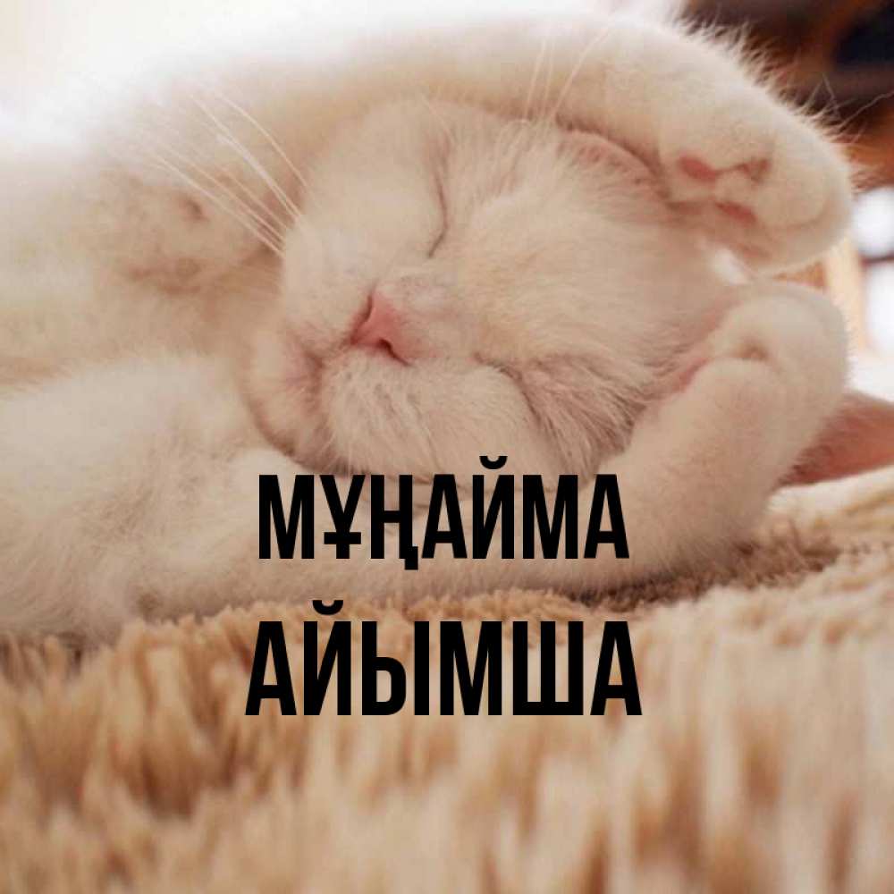 Күн сайын ашық хат с именем, АЙЫМША Мұңайма Котенок спит Онлайн тегін жүктеп алу тілектері бар керемет карта 