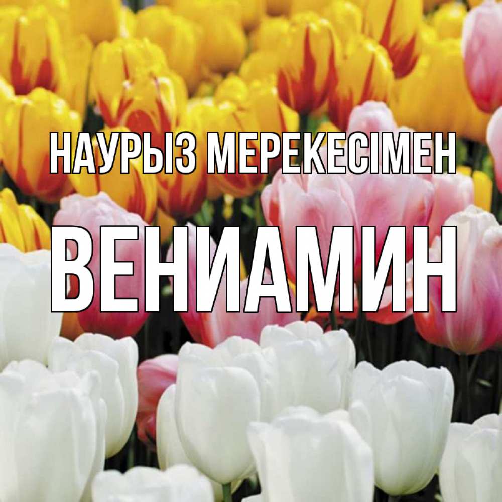 Күн сайын ашық хат с именем, Вениамин Наурыз мерекесімен разноцветные цветы Онлайн тегін жүктеп алу тілектері бар керемет карта 