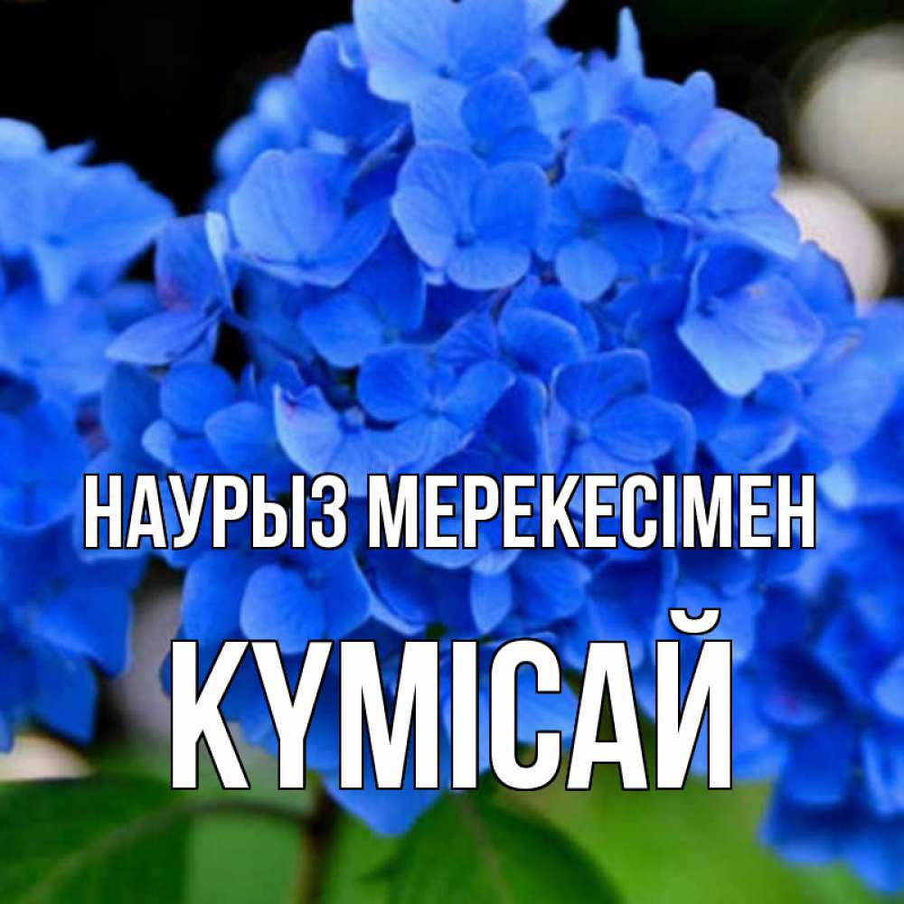 Күн сайын ашық хат с именем, КҮМІСАЙ Наурыз мерекесімен синие цветы Онлайн тегін жүктеп алу тілектері бар керемет карта 