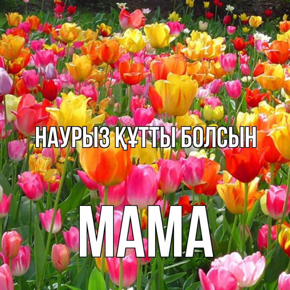 Күн сайын ашық хат с именем, Мама Наурыз құтты болсын на наурыз  ура ура Онлайн тегін жүктеп алу тілектері бар керемет карта 