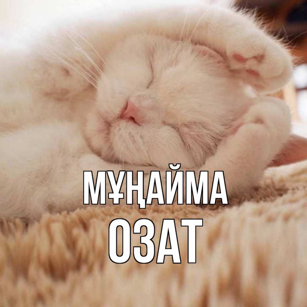 Күн сайын ашық хат с именем, ОЗАТ Мұңайма белый кот Онлайн тегін жүктеп алу тілектері бар керемет карта 