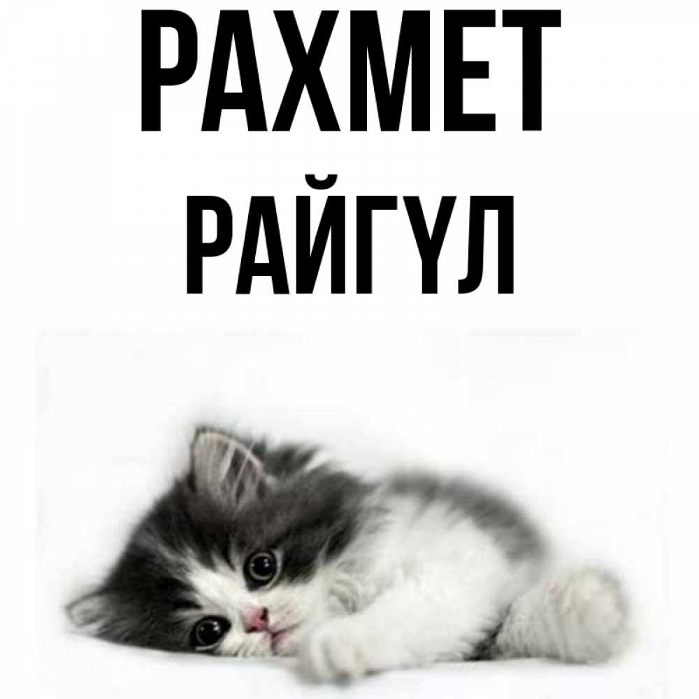 Күн сайын ашық хат с именем, РАЙГҮЛ рахмет черный и белый кот Онлайн тегін жүктеп алу тілектері бар керемет карта 