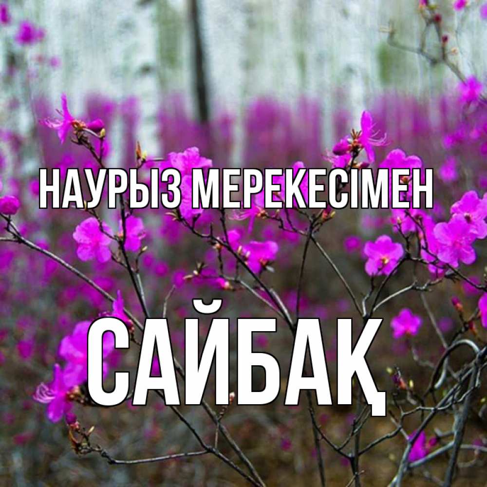 Күн сайын ашық хат с именем, САЙБАҚ Наурыз мерекесімен дикие цветы Онлайн тегін жүктеп алу тілектері бар керемет карта 
