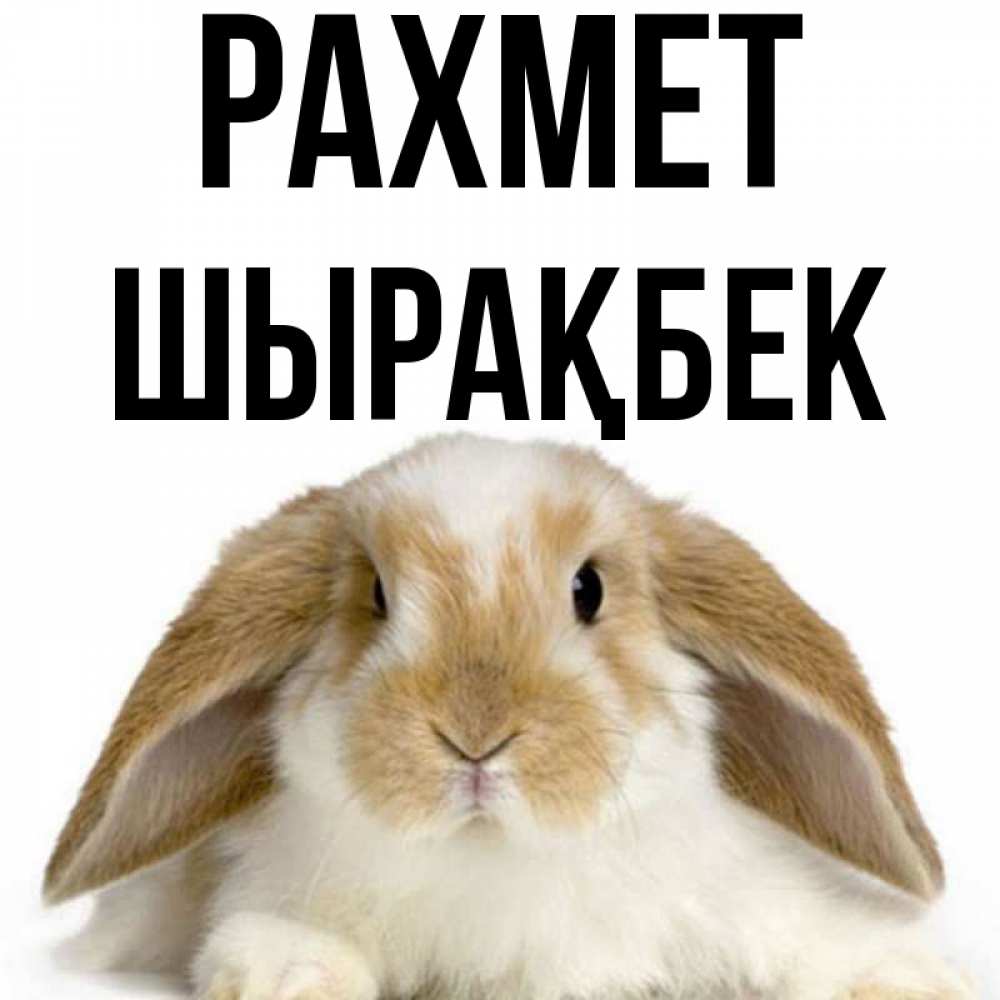 Күн сайын ашық хат с именем, ШЫРАҚБЕК рахмет коричнево белый заяц Онлайн тегін жүктеп алу тілектері бар керемет карта 