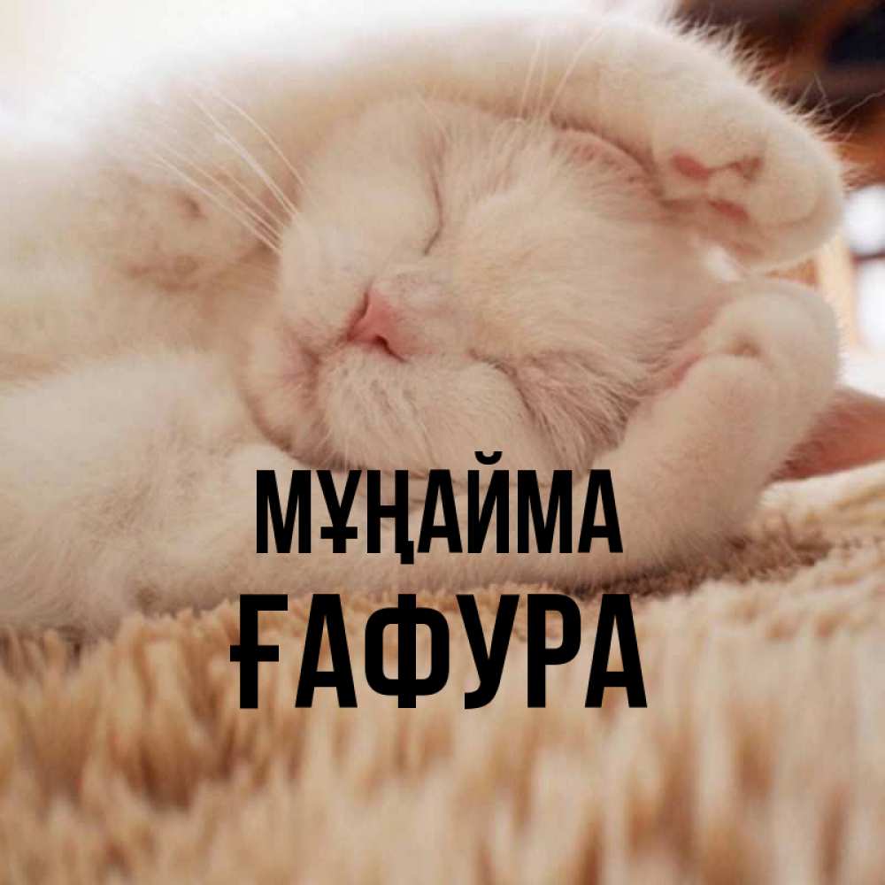 Күн сайын ашық хат с именем, ҒАФУРА Мұңайма Котенок спит Онлайн тегін жүктеп алу тілектері бар керемет карта 